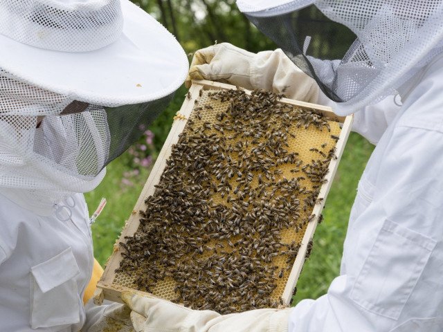 Beekeeper honey business